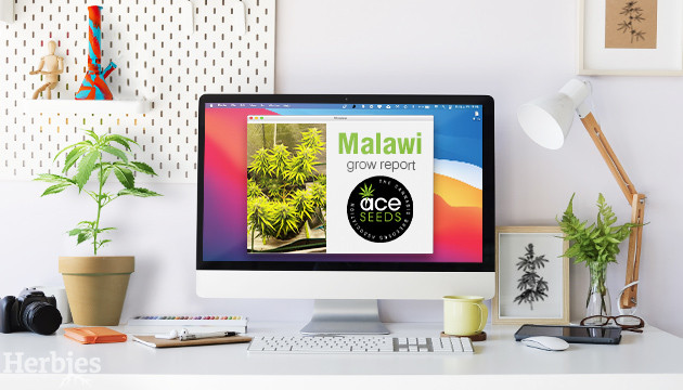 grow report malawi di ace seeds