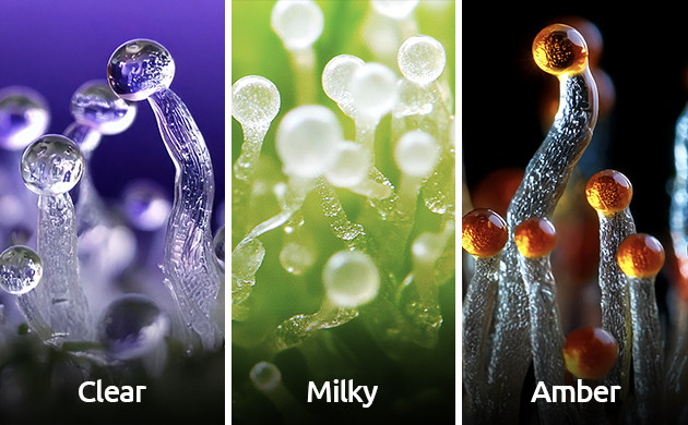 trichome maturity chart
