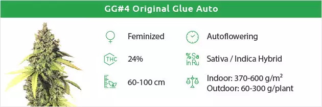 Gorilla Glue Auto free seeds