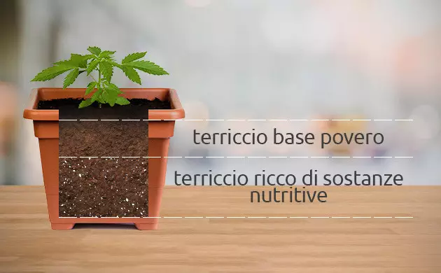 tempo di germinazione dei semi di cannabis