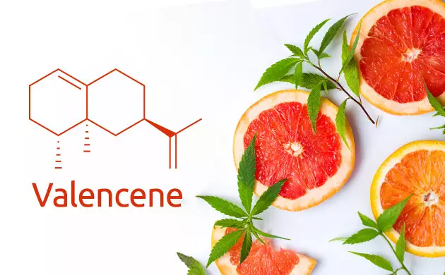 valencene orange weed strains