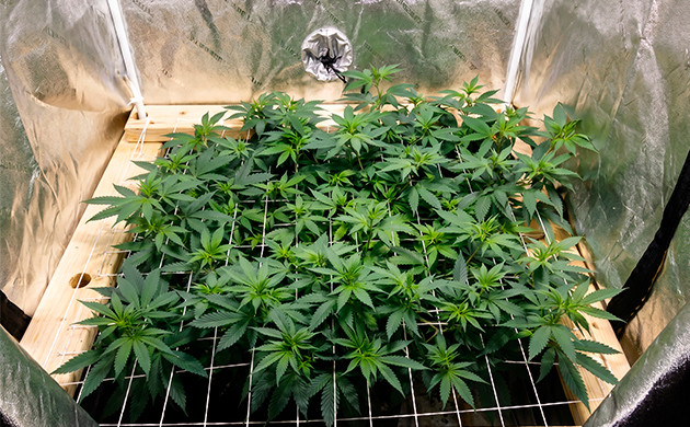 You can have more plants in ScrOG! plants per square metre
