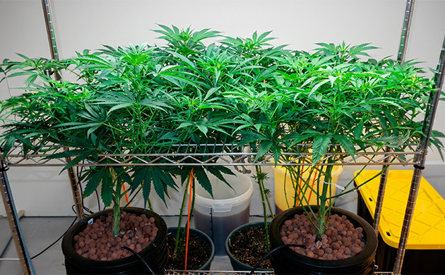 Les avantages du ScrOG en hydro