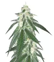 Grandaddy Black feminized seeds for sale Grandaddy Black (Original Sensible Seeds)