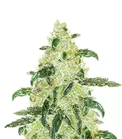 Sementes de maconha Samsquanch OG Auto fem para venda Samsquanch OG Auto (Mephisto Genetics)