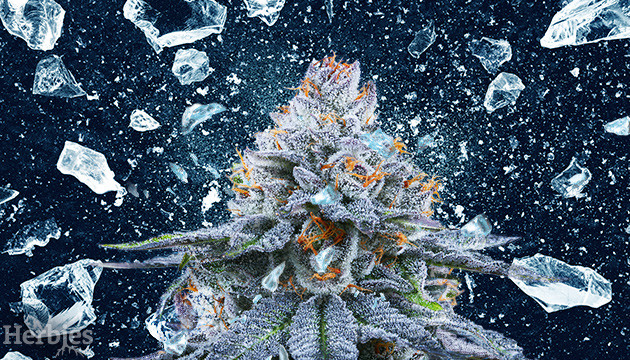 top 10 frostiest weed strains