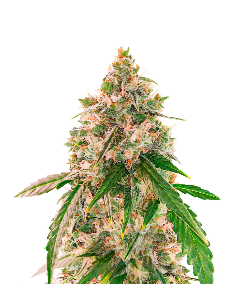Wedding Cake Autoflower strain Wedding Cake Autoflower