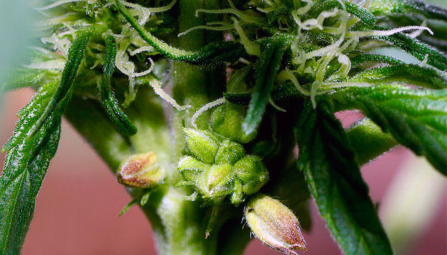 À quoi ressemble une plante de cannabis hermaphrodite ?