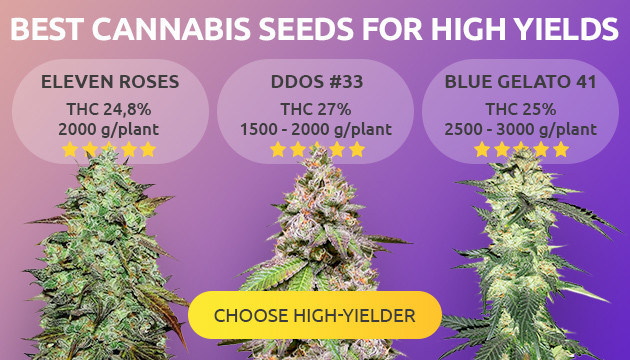 How to find Cannabis is ready for harvest based on Trichome ripeness?