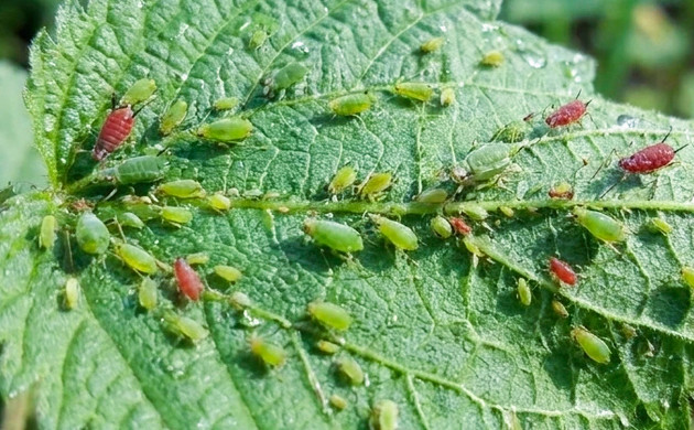 Protecting your plants from pests how to hide your weed plant