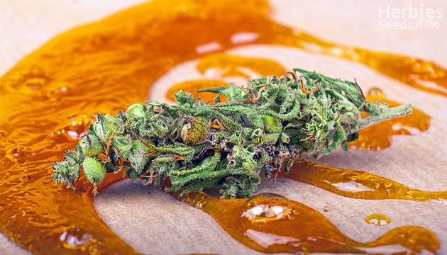 Best strains for rosin