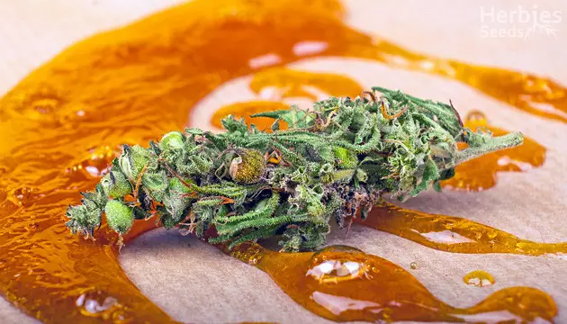 Best strains for rosin