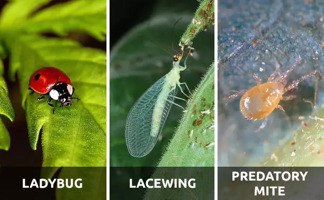 cannabis whiteflies/whiteflies cannabis
