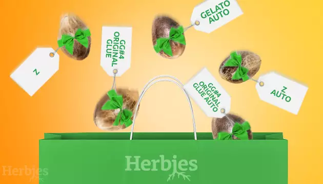 Free cannabis seeds