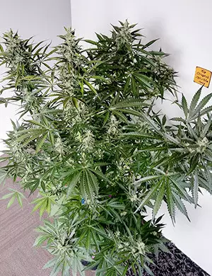 Gorilla Glue Auto late flowering