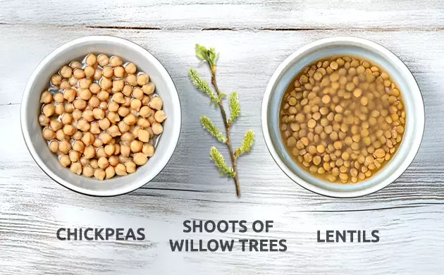 Auxins: The VIPs Among Marijuana Growth Hormones