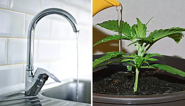 con que agua regar marihuana