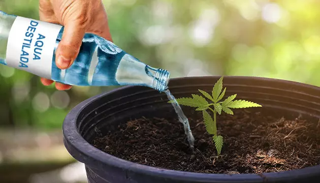 regar marihuana con agua destilada