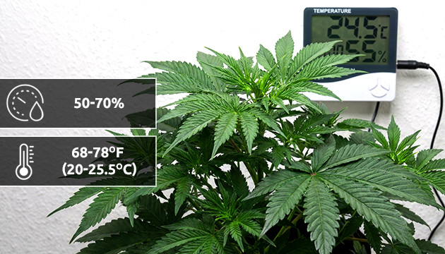 etapa vegetativa del cannabis