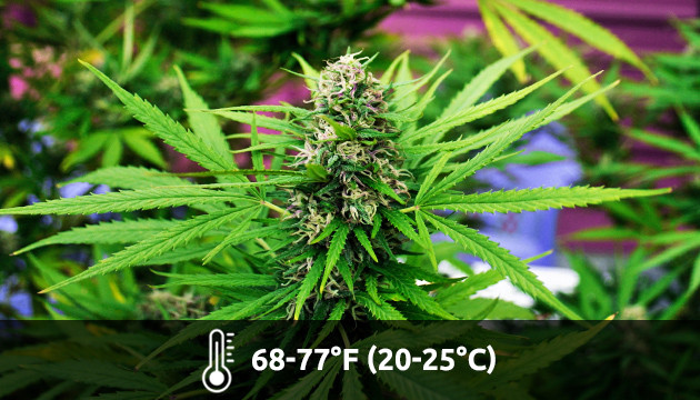 grow room temperatures