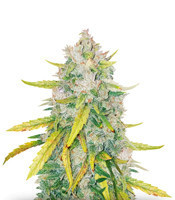 LSD cannabis seeds for sale