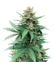 Tutankhamon Cannabis-Samen Kaufen Tutankhamon (Pyramid Seeds)