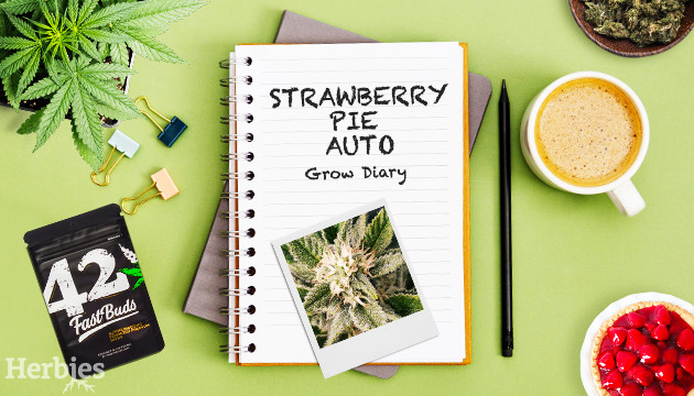 strawberry pie auto grow report