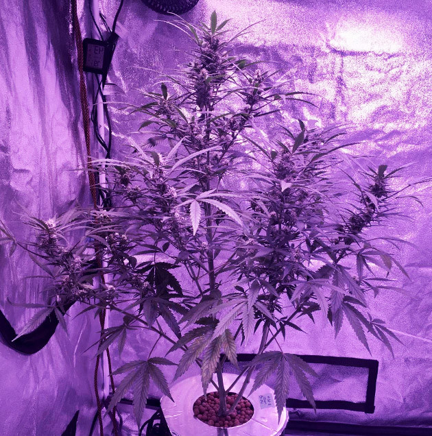 60 Day Wonder Autoflower seeds produced a very good result