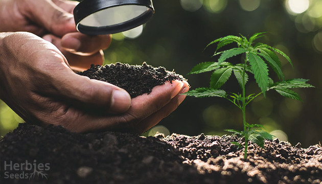 best soil for cannabis growing