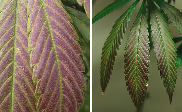 mes feuilles de cannabis deviennent violette