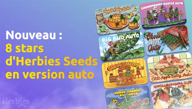 8 versions a autofloraison des graines a succes d herbies seeds sont arrivees