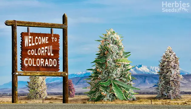 best strains to grow in Colorado