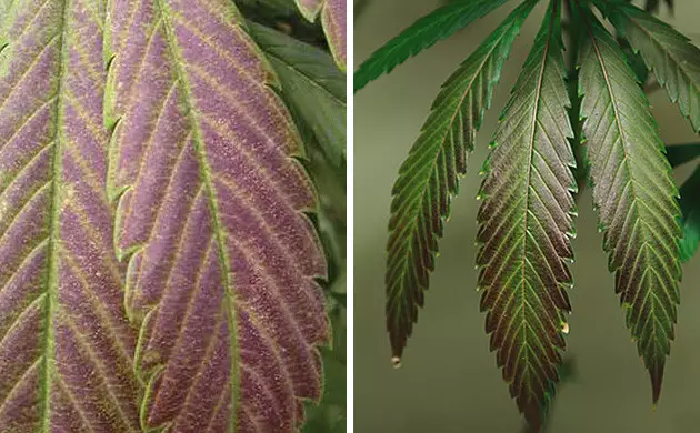 feuilles de cannabis violettes