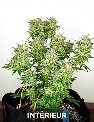 culture autofloraison