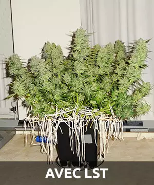 low stress training results