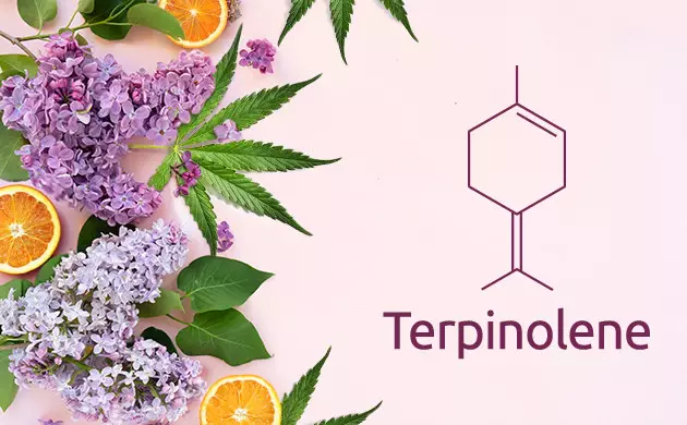terpinolene orange weed strains