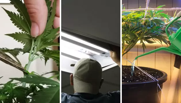 technique du scrog cannabis