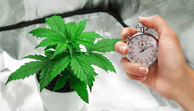Fase vegetativa más larga el máximo THC