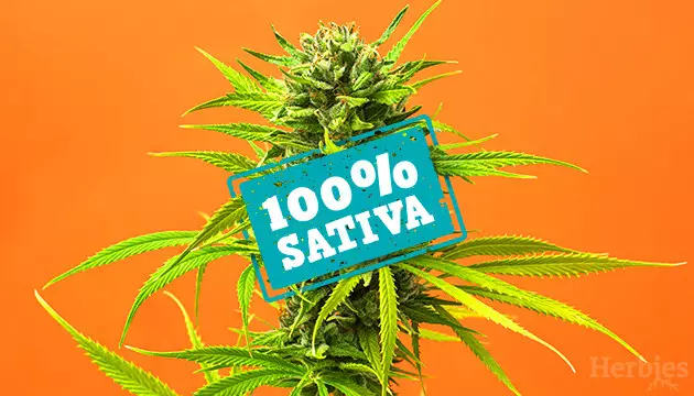 pure sativa strains