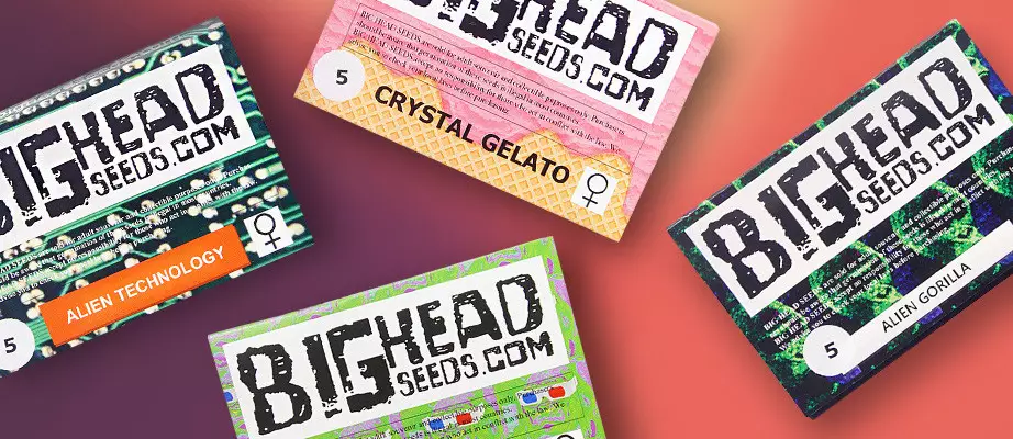 Big Head Seeds feminisierte Samen