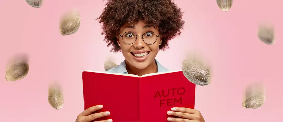 Autoflower Feminized Seeds From The Best Seed Banks feminized autoflower seeds for beginners