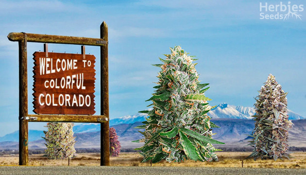 best strains to grow in Colorado