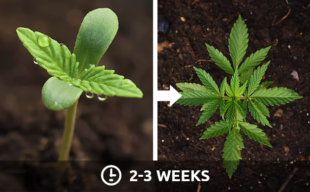 Permanent sadel forstyrrelse Cannabis Light Schedule - Herbies