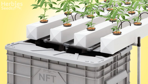 NFT Cannabis Grow: A Cool Hydroponics System For Your Weed
