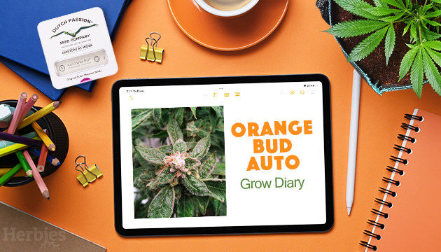 orange bud auto grow diary