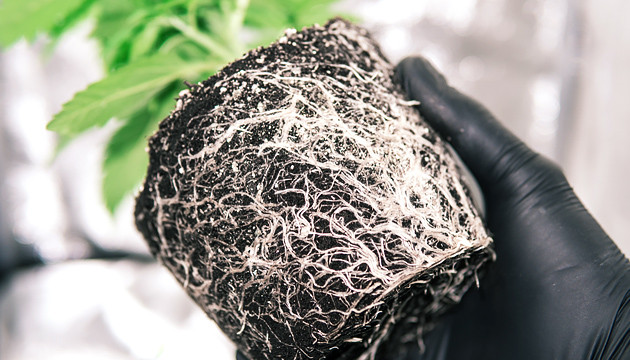 transplanting marijuana plants outdoors
