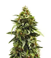 Compre sementes feminizadas Buddha Medikit Auto CBD da Buddha Seeds Buddha Medikit Auto CBD (Buddha Seeds)