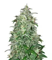 Vendita di semi femminizzati THC Bomb Auto THC Bomb Auto (Bomb Seeds)