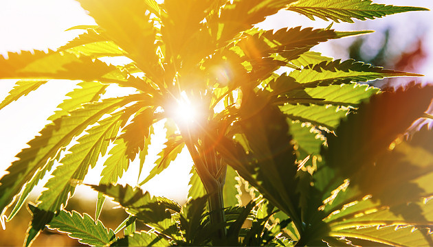 ¿Cuáles son los niveles óptimos de humedad para el cultivo de cannabis en interiores?