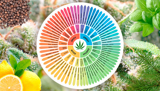  terpenes are a large and diverse class of organic compounds
